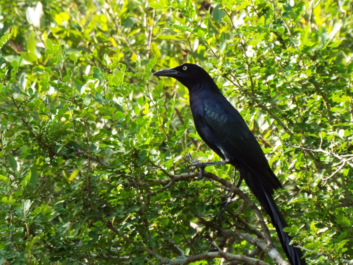 Great-tailed Grackle - ML626029679