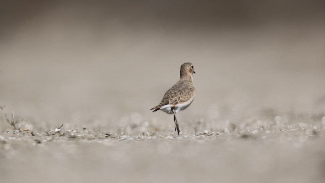 Mountain Plover - ML626029701