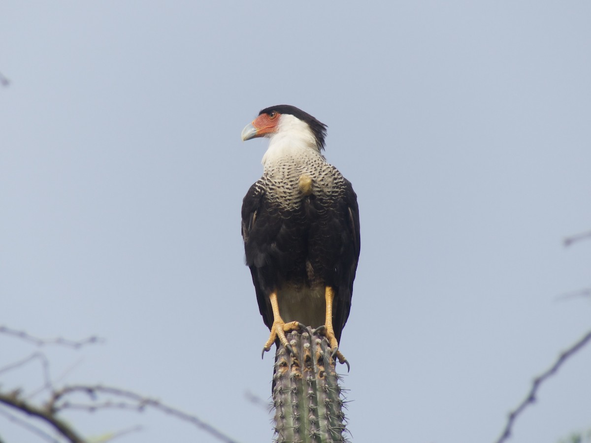 Crested Caracara - ML626029722