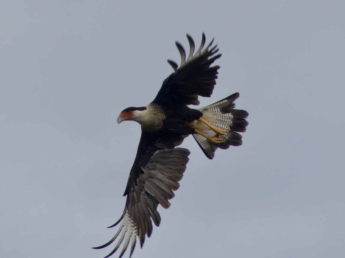 Crested Caracara - ML626029723