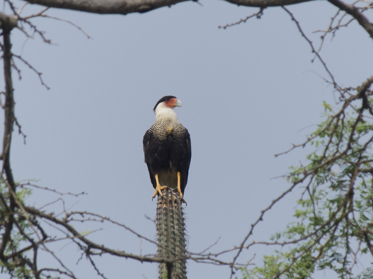 Crested Caracara - ML626029725