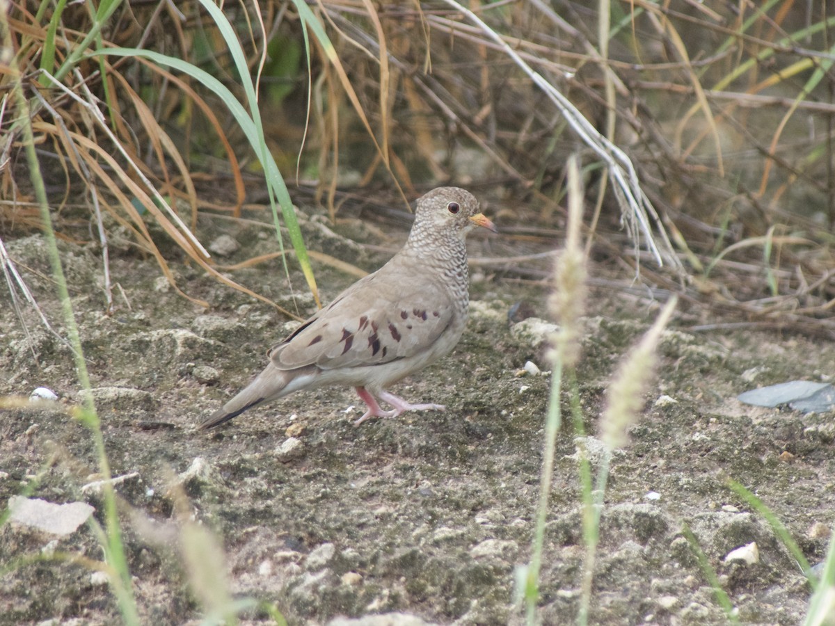 Common Ground Dove - ML626029743