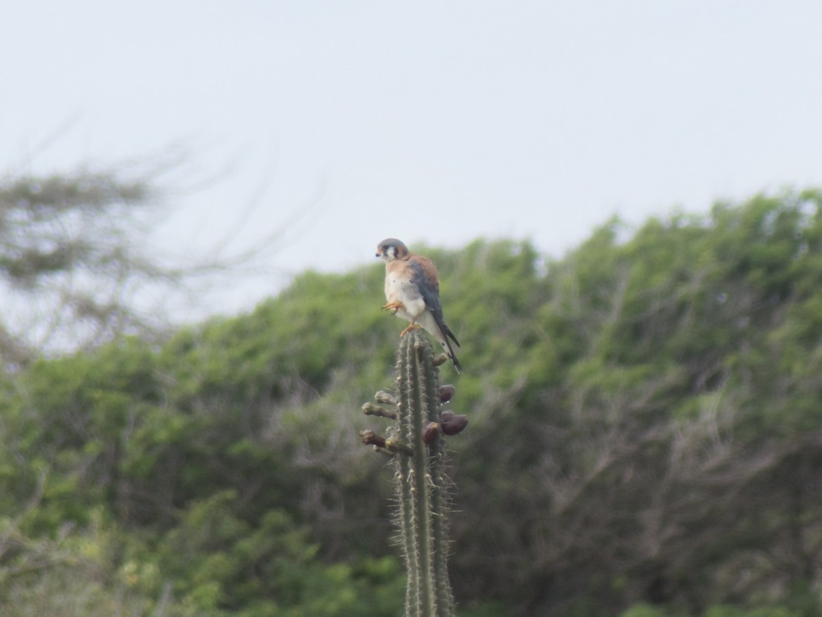 American Kestrel - ML626029783