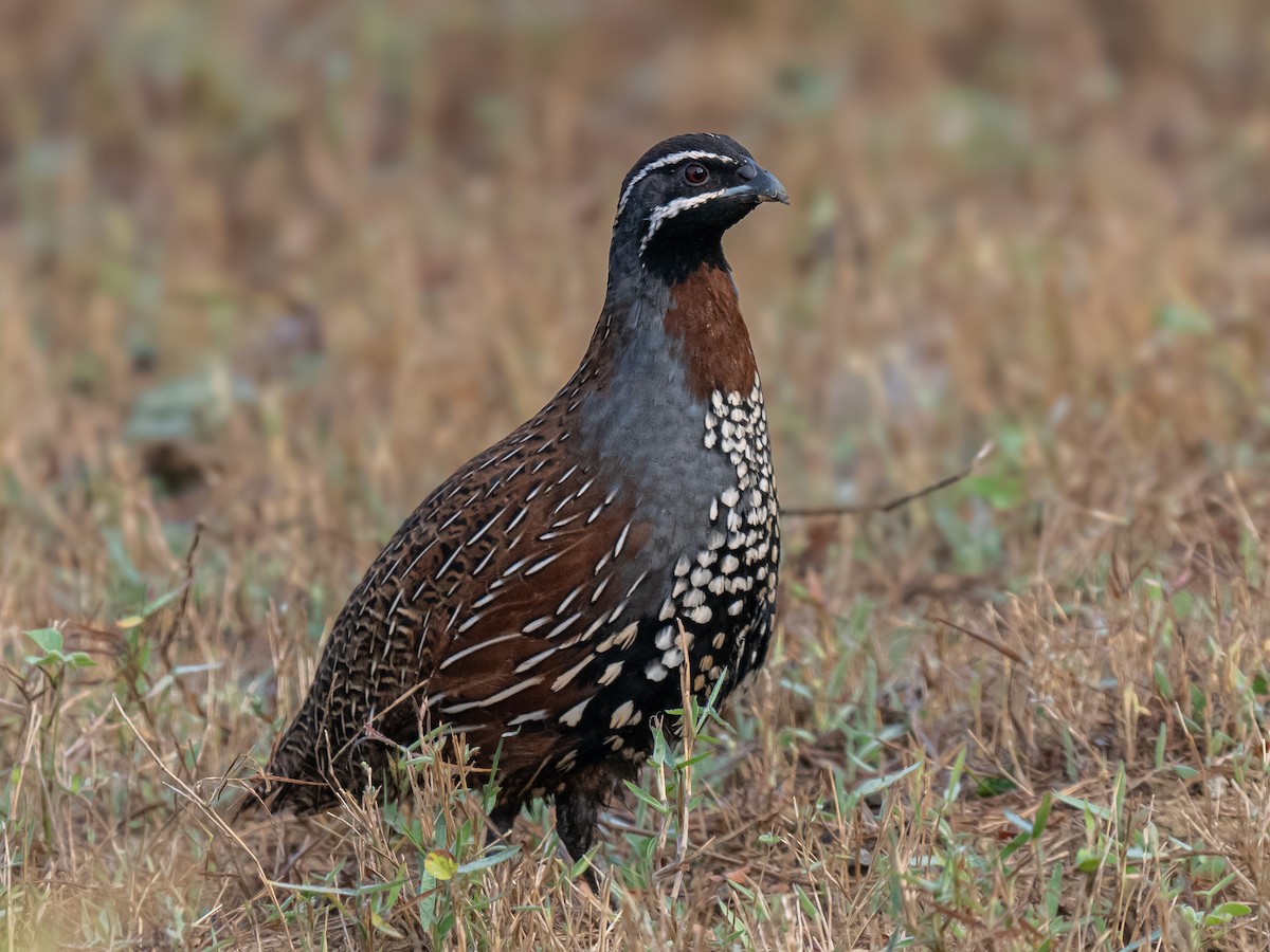 Madagascar Partridge - ML626029785