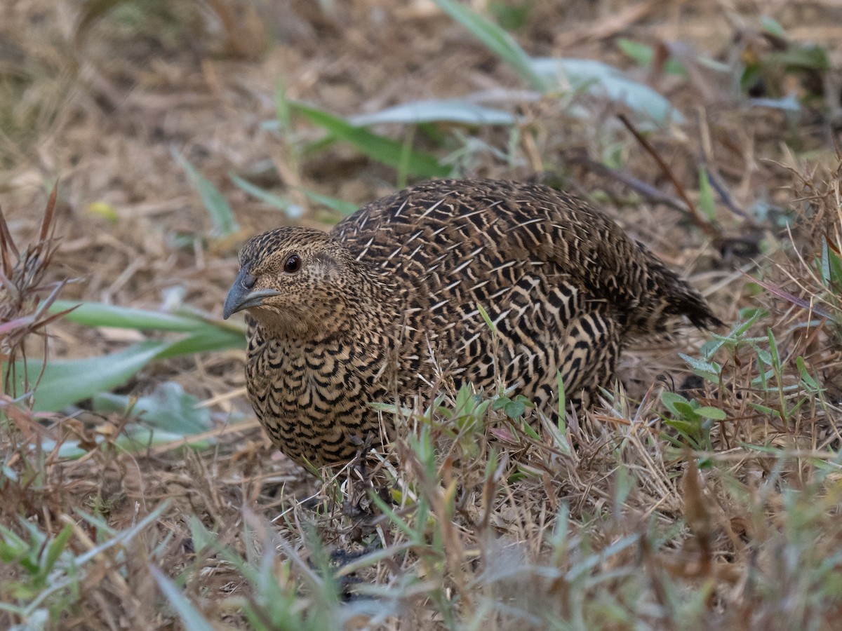Madagascar Partridge - ML626029786