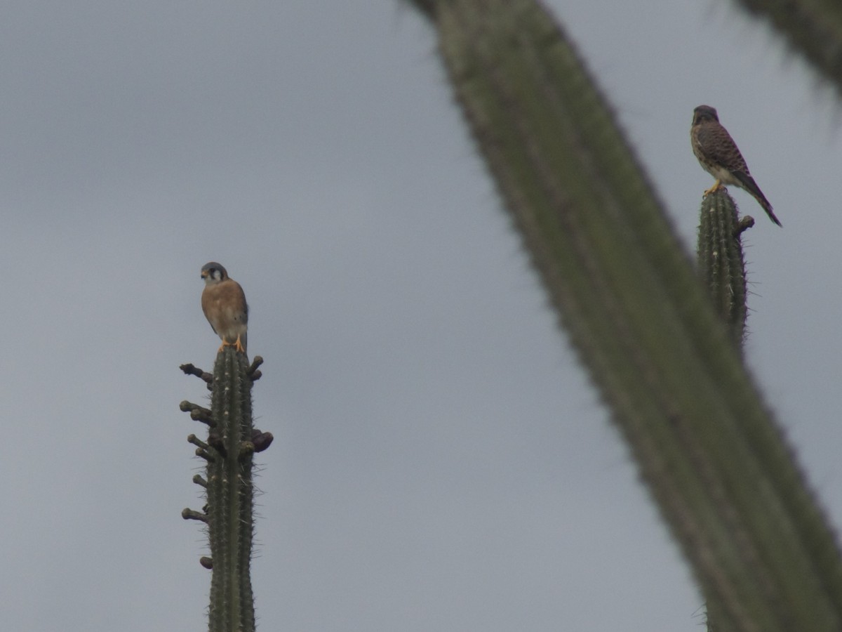 American Kestrel - ML626029806