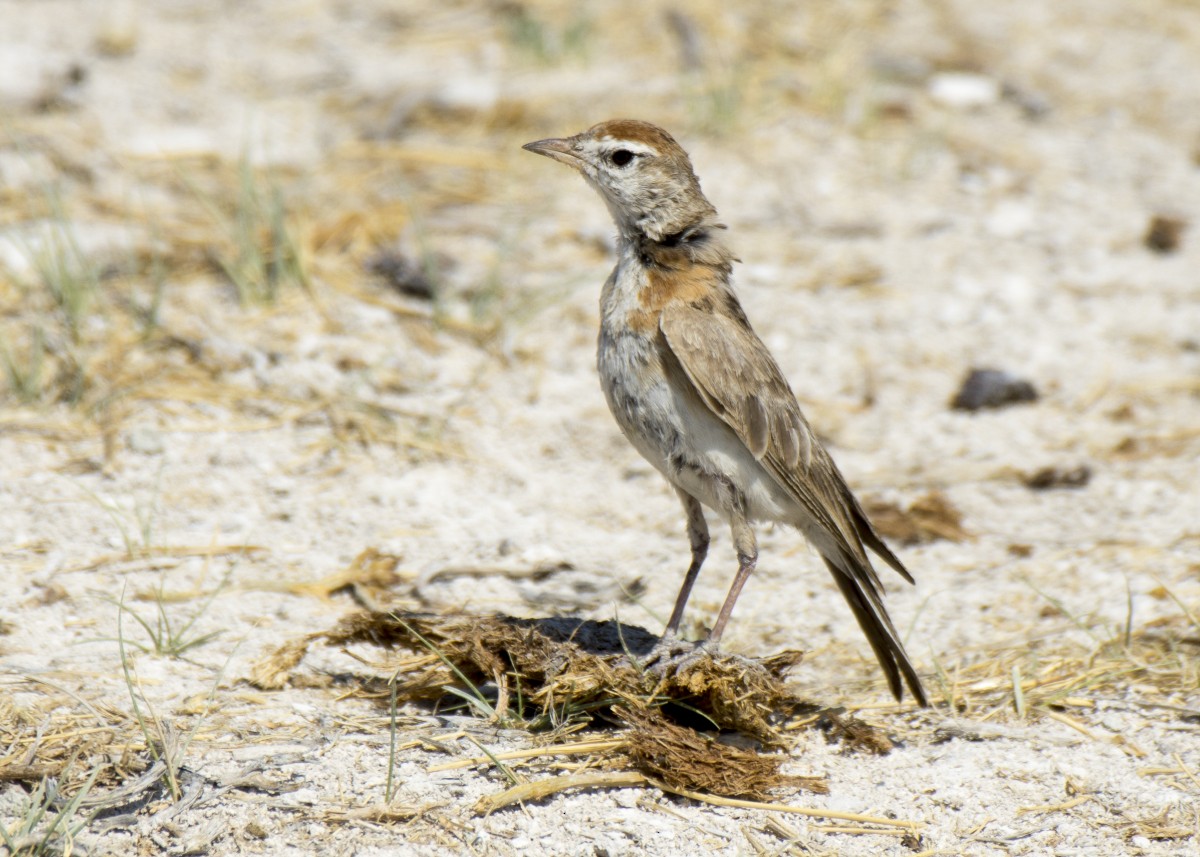 Red-capped Lark - ML626029849