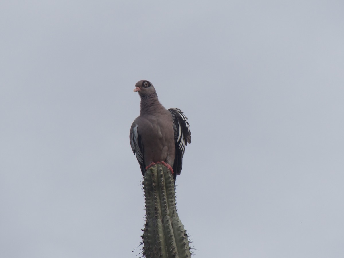 Bare-eyed Pigeon - ML626029867