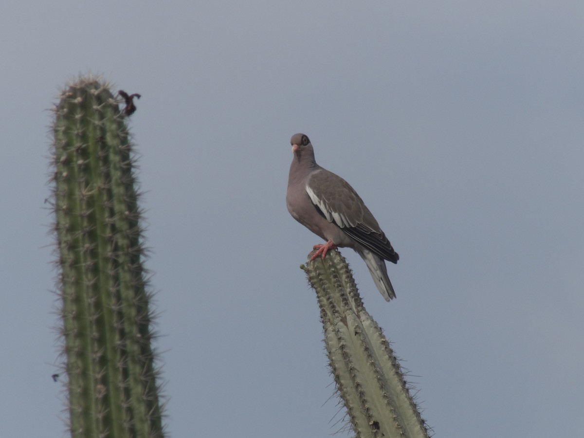 Bare-eyed Pigeon - ML626029868