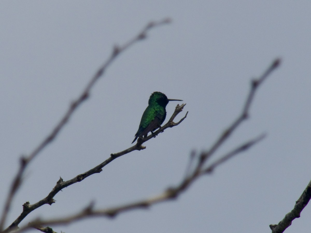 Blue-tailed Emerald - ML626029935