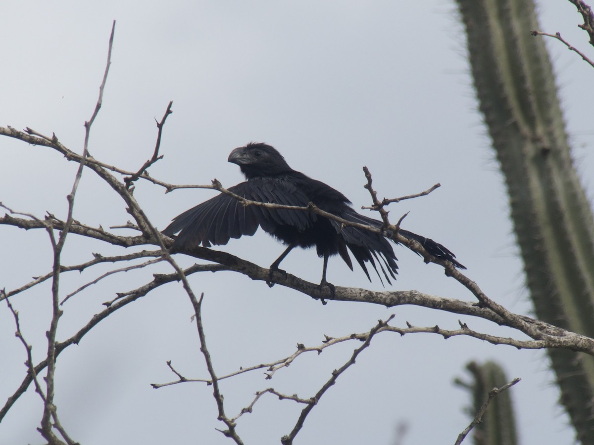 Groove-billed Ani - ML626029989