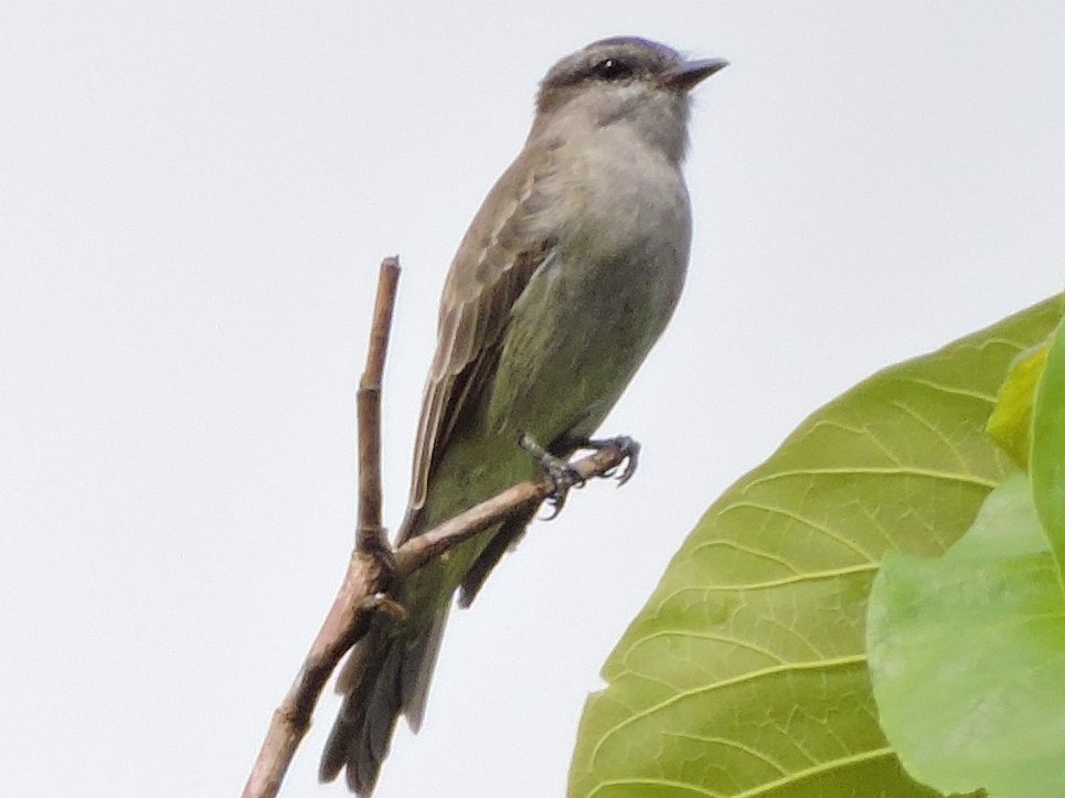 Crowned Slaty Flycatcher - ML62603001