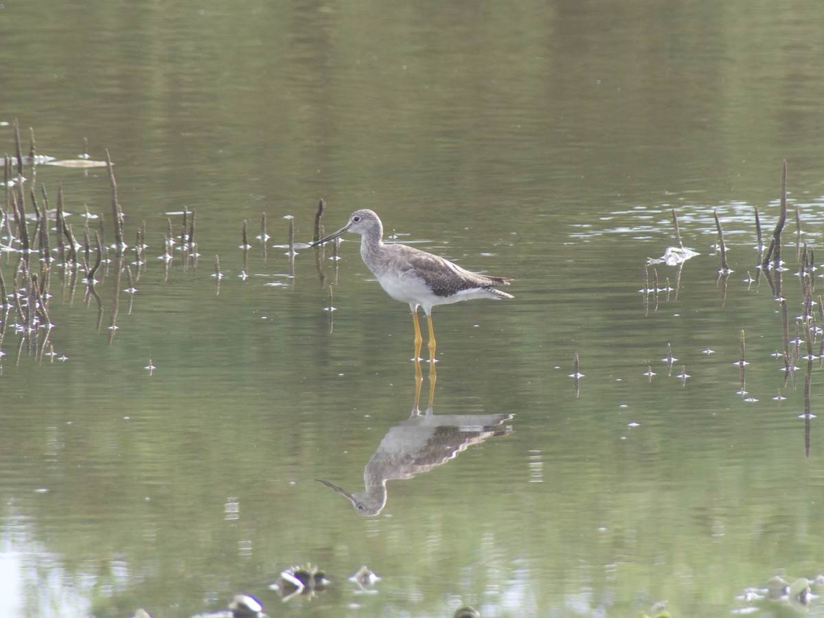 Greater Yellowlegs - ML626030011