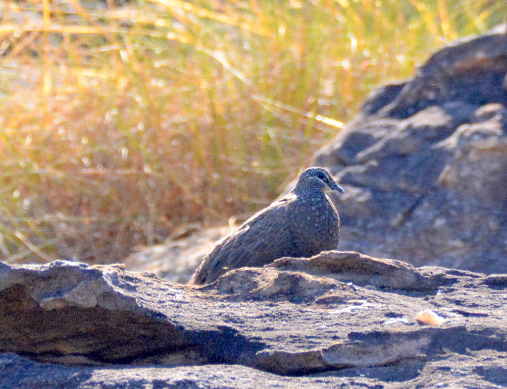 Chestnut-quilled Rock-Pigeon - ML626030026