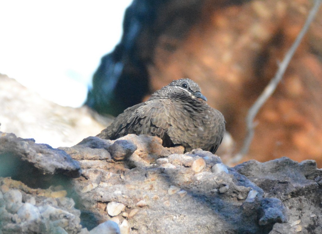 Chestnut-quilled Rock-Pigeon - ML626030103