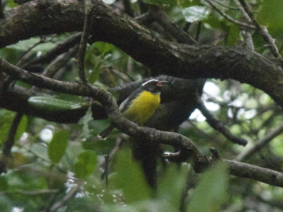 Bananaquit - ML626030113