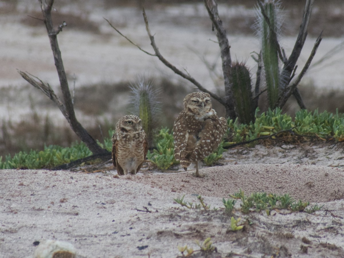 Burrowing Owl - ML626030197