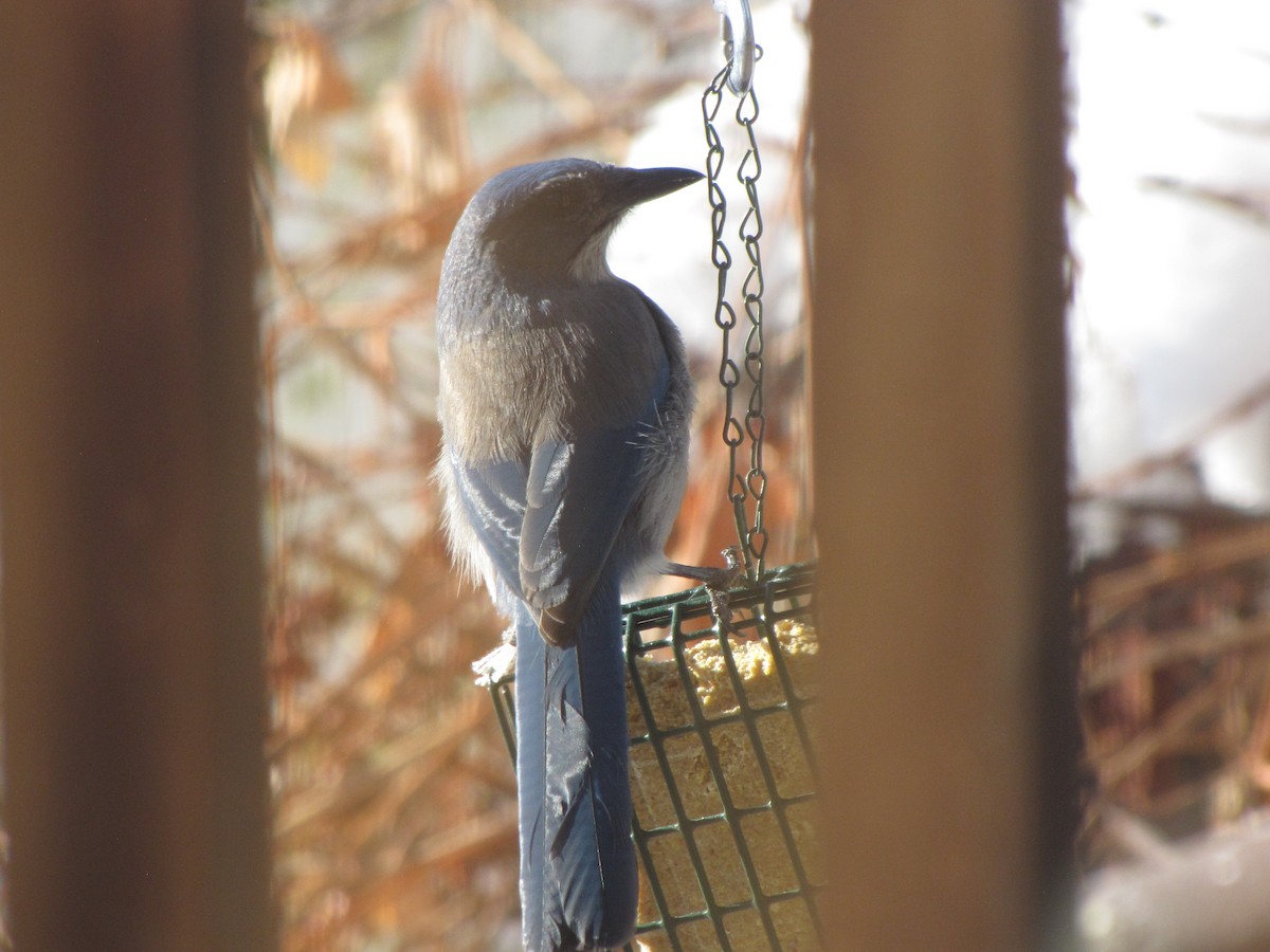 Woodhouse's Scrub-Jay - ML626030216