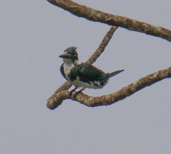 Amazon Kingfisher - ML626030224