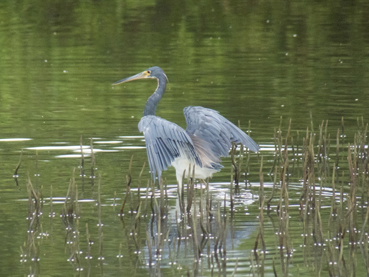 Tricolored Heron - ML626030278