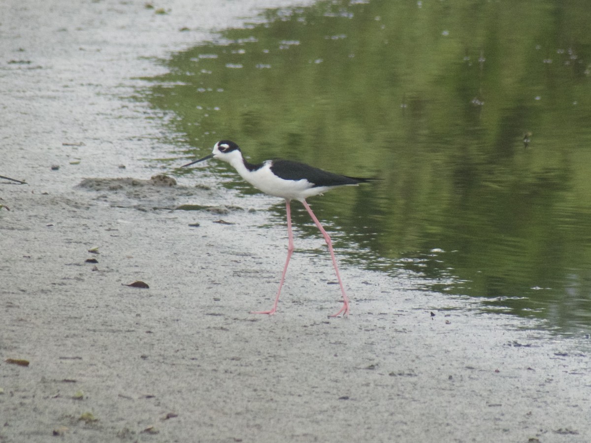 Black-necked Stilt - ML626030302