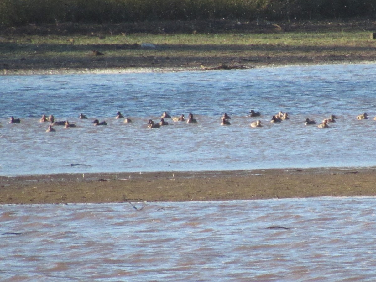 Green-winged Teal - ML626030313