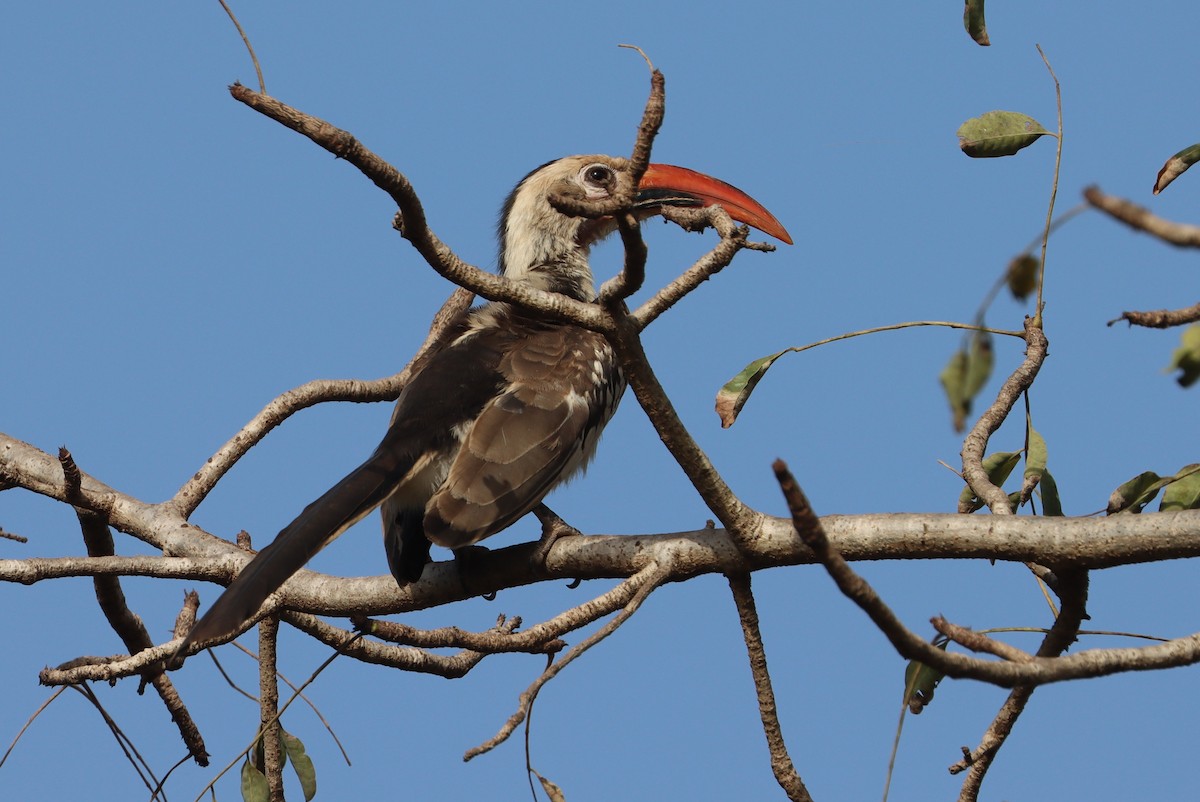 Northern Red-billed Hornbill - ML626030326