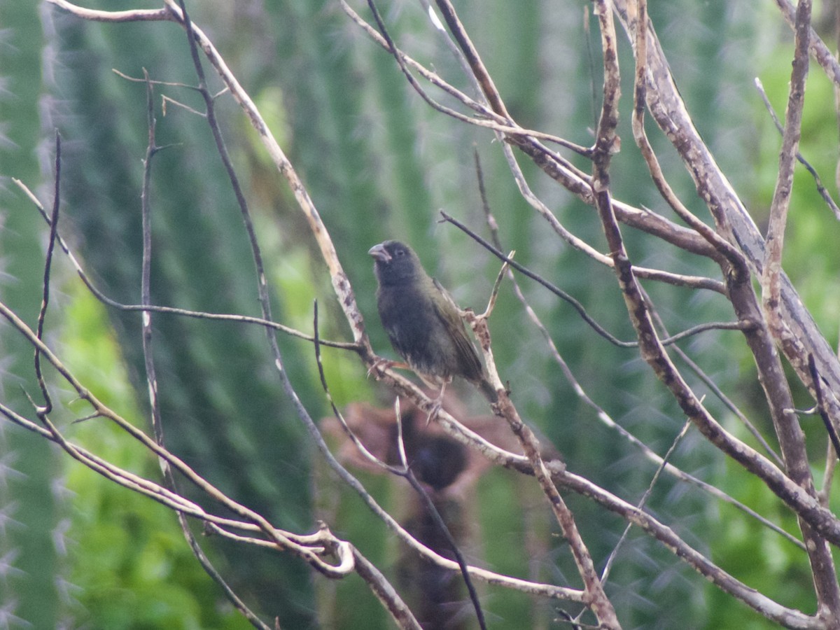 Black-faced Grassquit - ML626030342