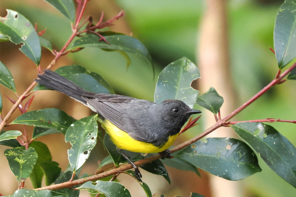 Slate-throated Redstart - ML626030372