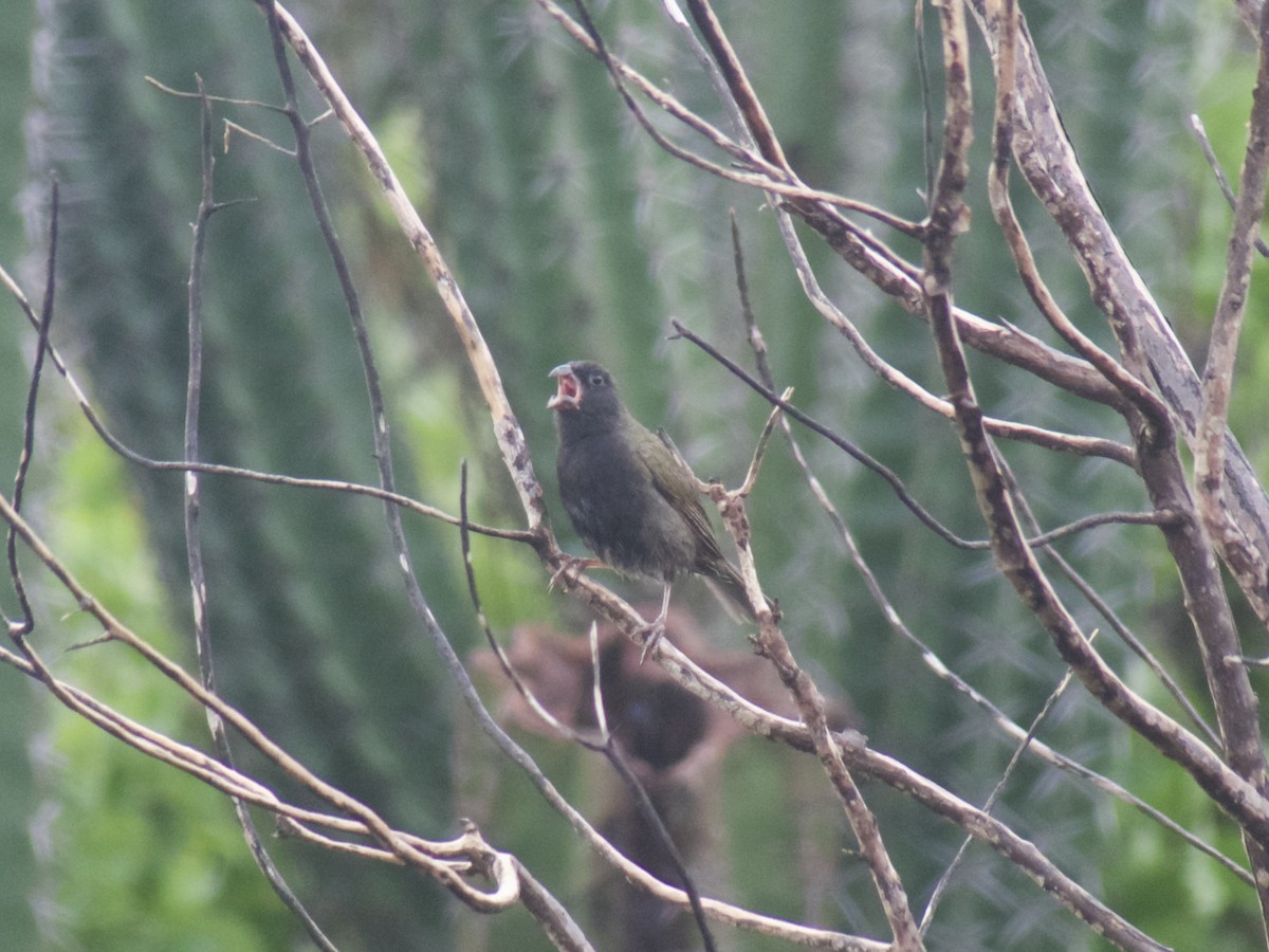 Black-faced Grassquit - ML626030398