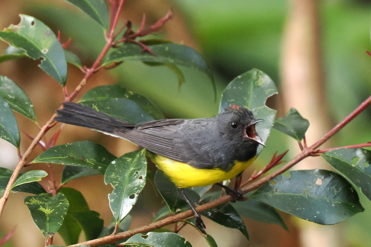 Slate-throated Redstart - ML626030424