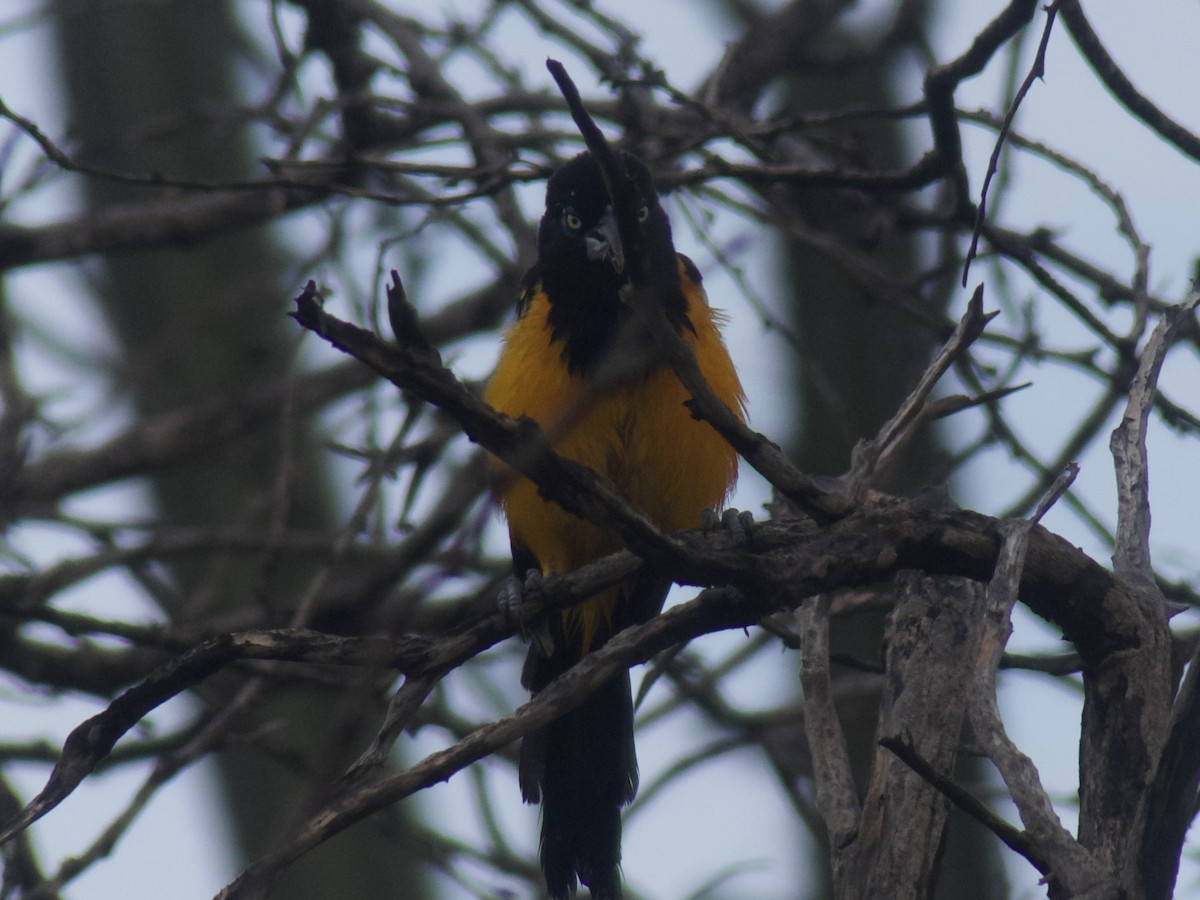 Venezuelan Troupial - ML626030450