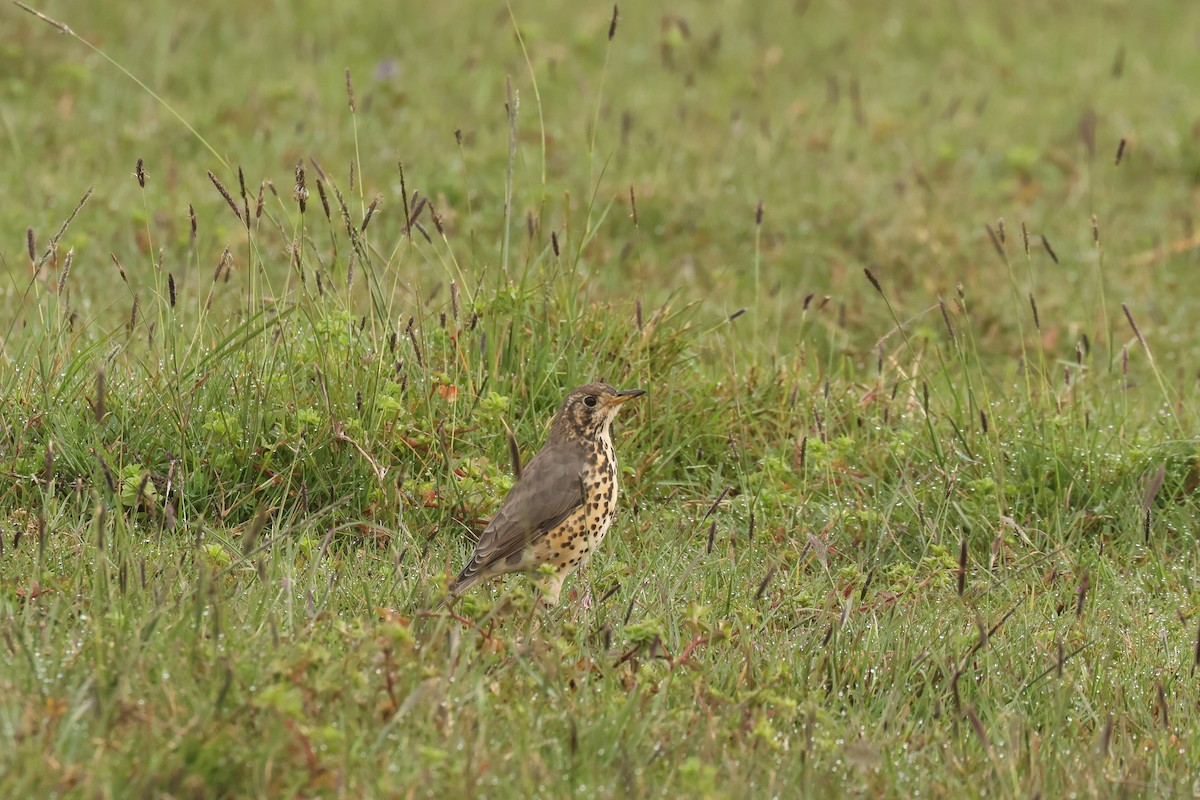 Ethiopian Thrush - ML626030534