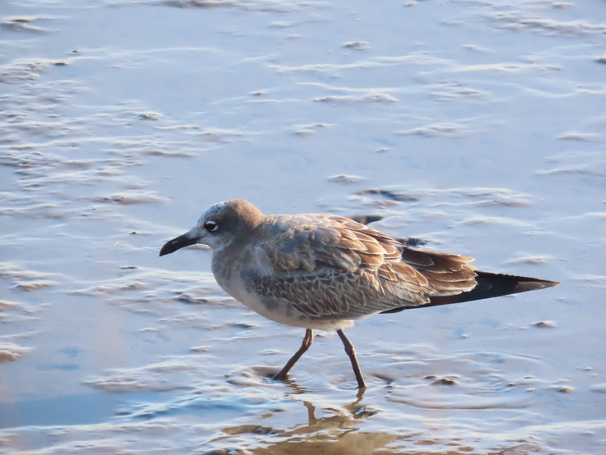 Mouette atricille - ML626030622