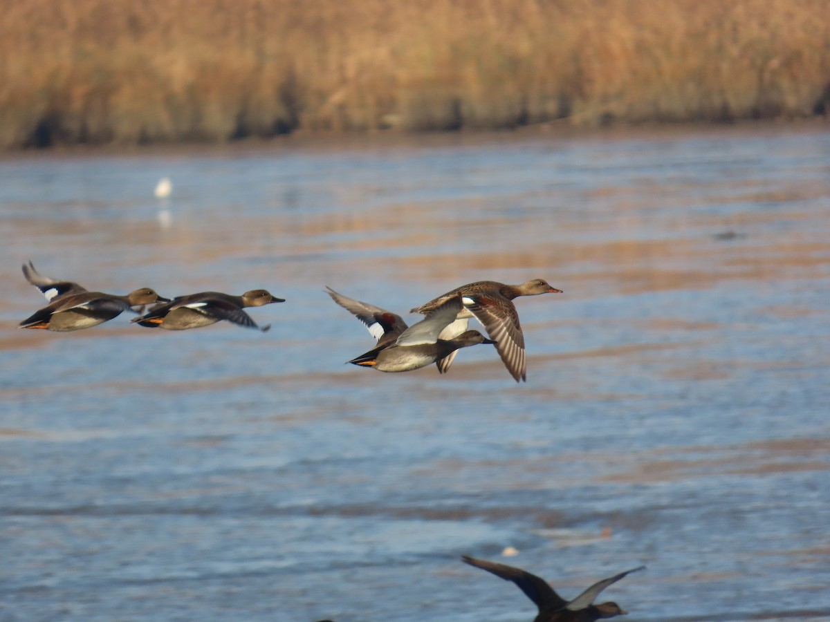 Canard chipeau - ML626030628