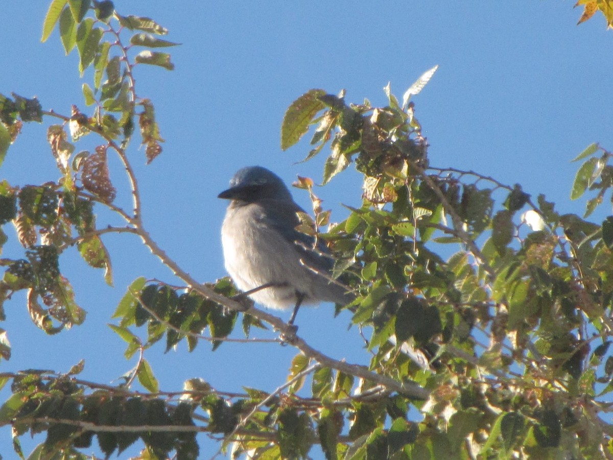 Woodhouse's Scrub-Jay - ML626030817