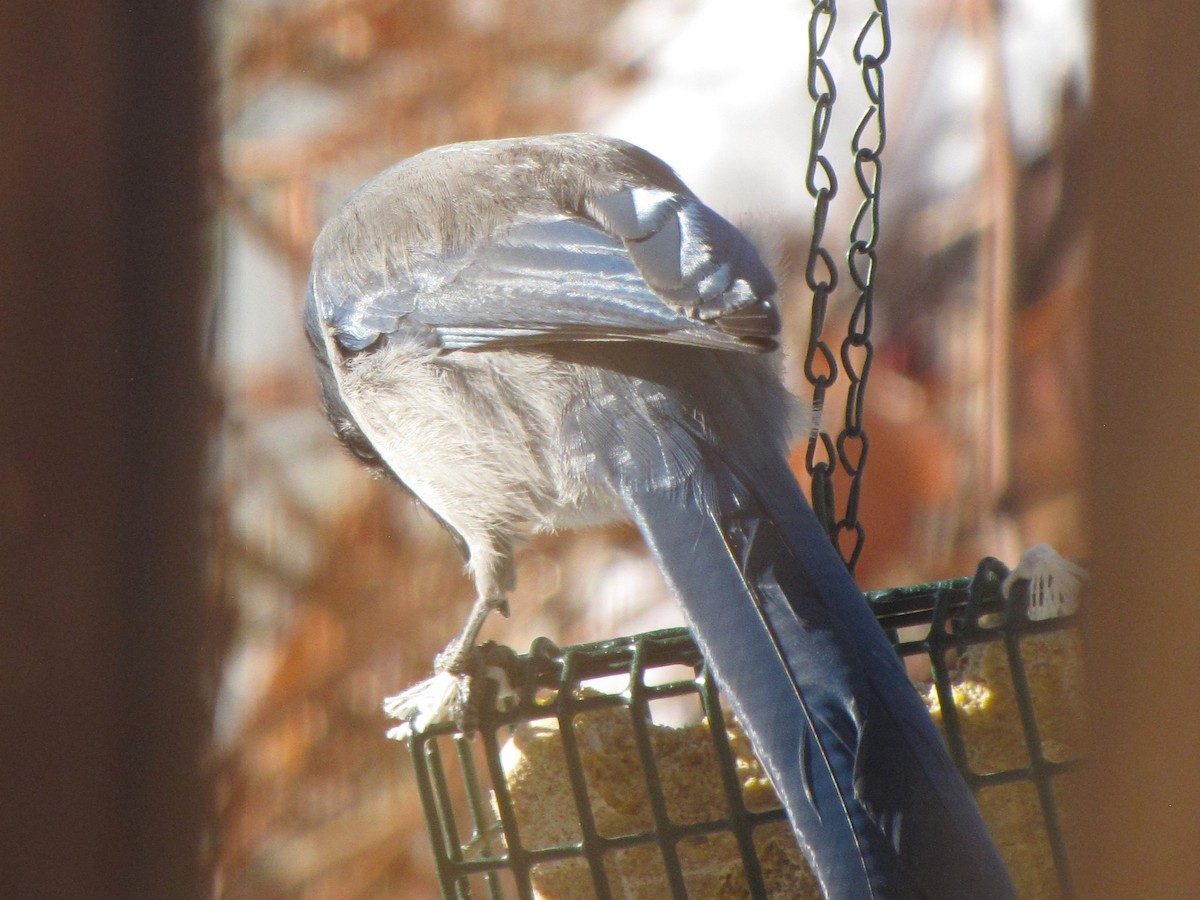 Woodhouse's Scrub-Jay - ML626030859