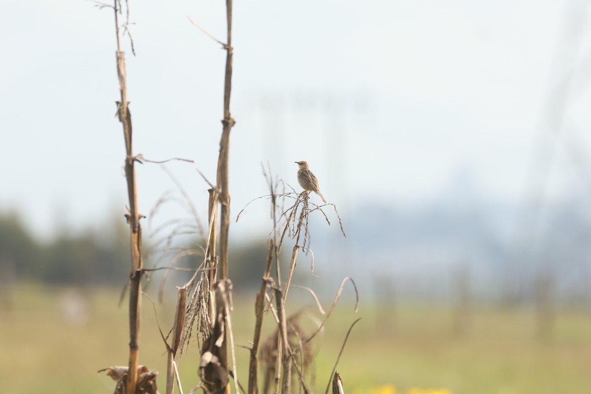 Pectoral-patch Cisticola - ML626030862