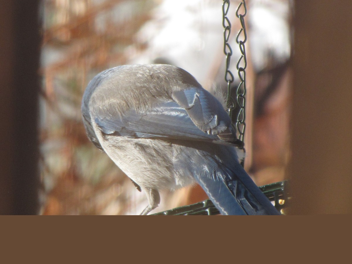 Woodhouse's Scrub-Jay - ML626030885