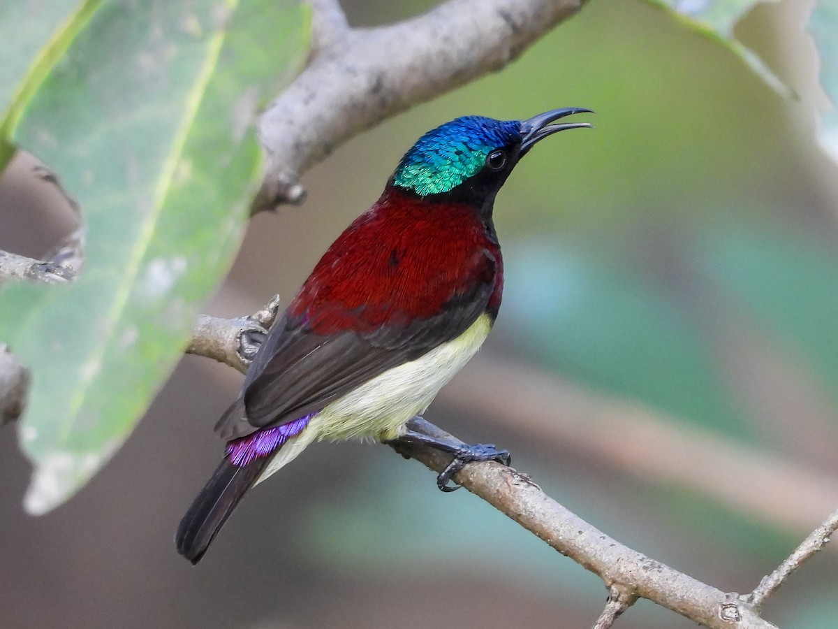 Crimson-backed Sunbird - ML626030931