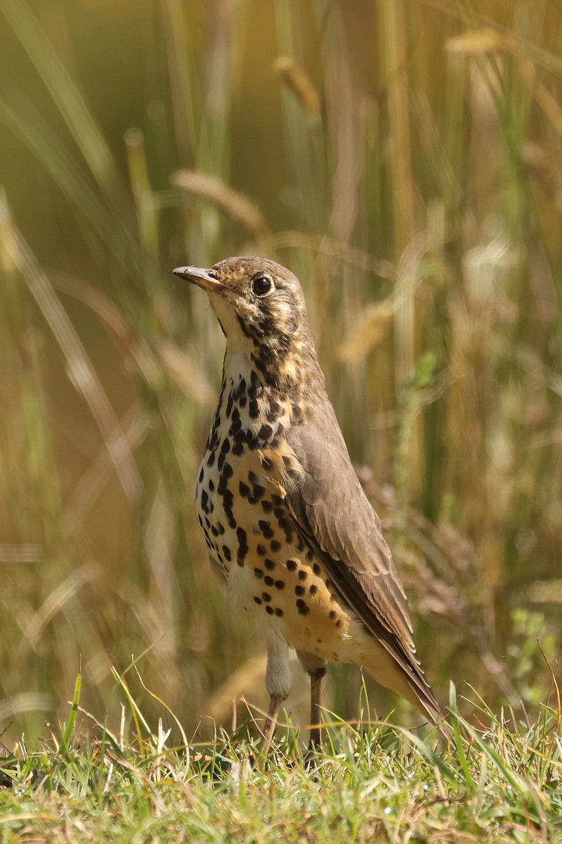 Ethiopian Thrush - ML626031065