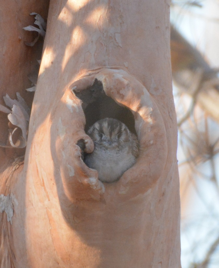 Australian Owlet-nightjar - ML626031343