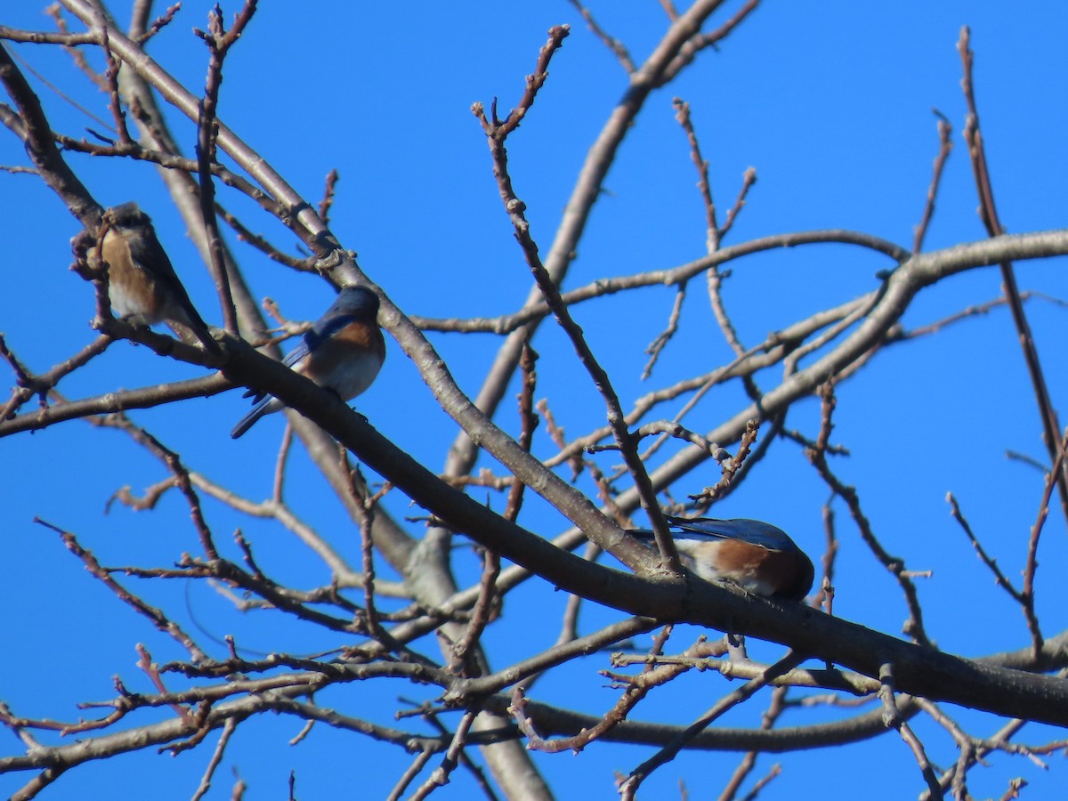 Eastern Bluebird - ML626031373