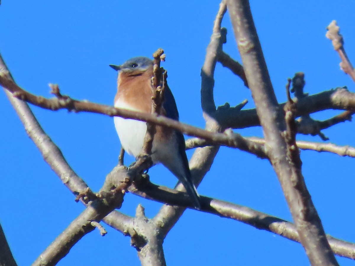 Eastern Bluebird - ML626031426