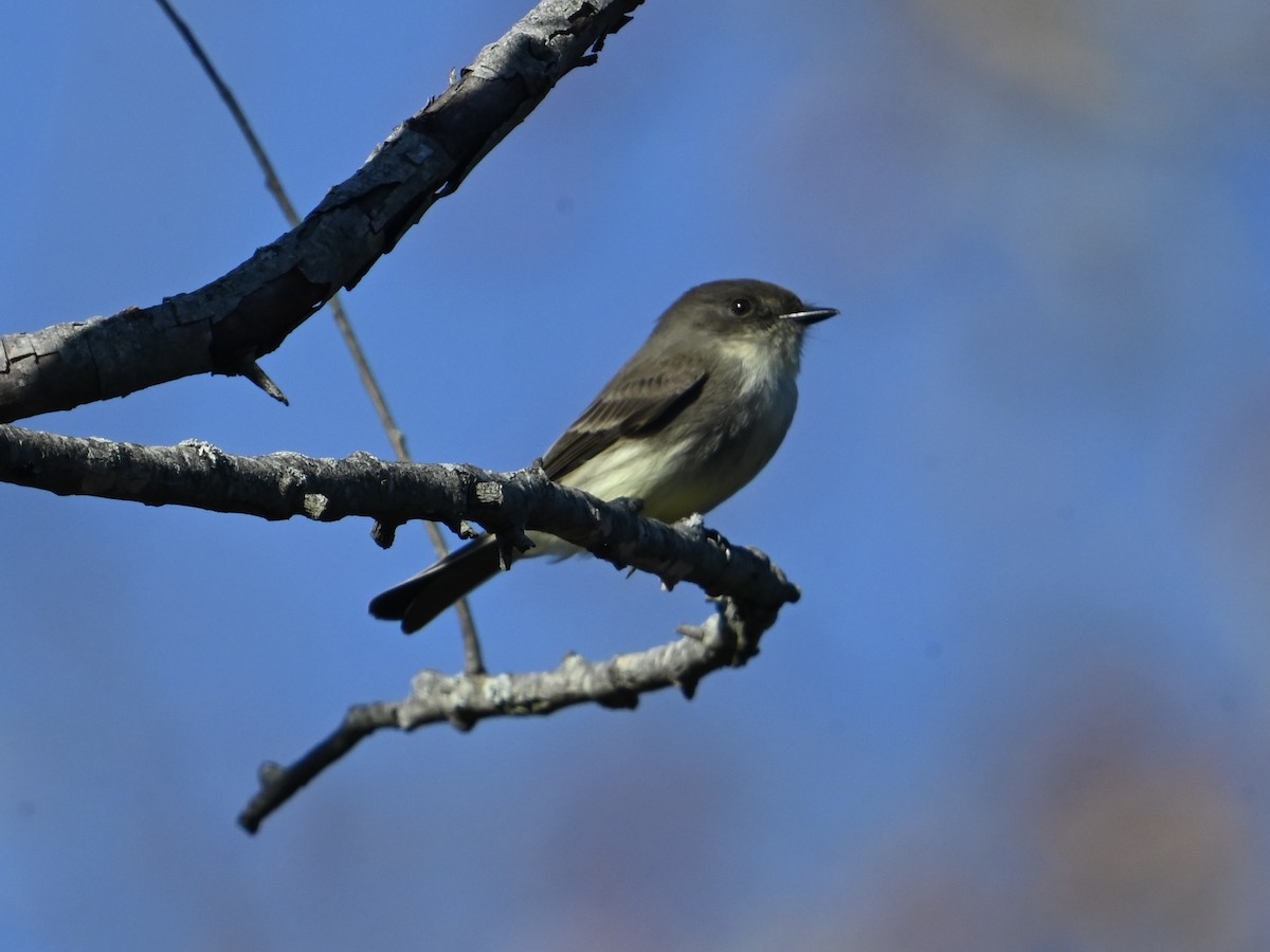 Eastern Phoebe - ML626031529