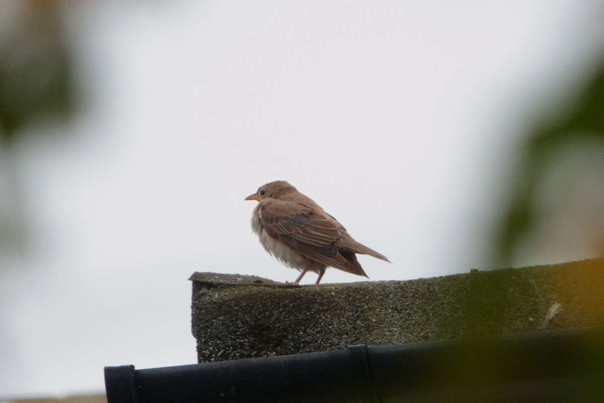 Rosy Starling - ML626031581