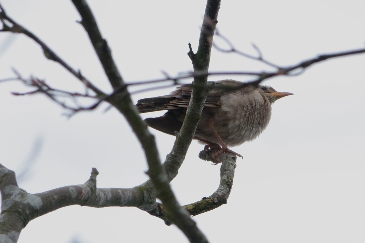 Rosy Starling - ML626031582