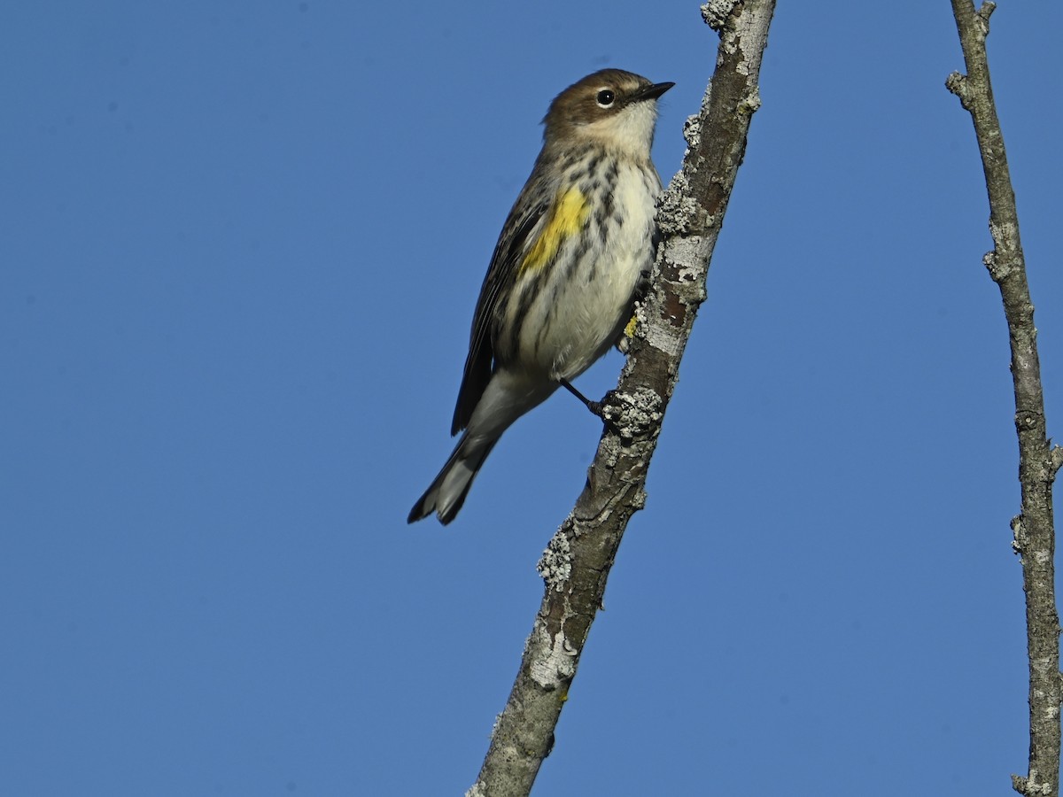 Yellow-rumped Warbler - ML626031586