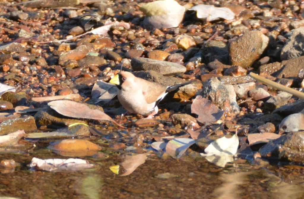 Masked Finch - ML626031639