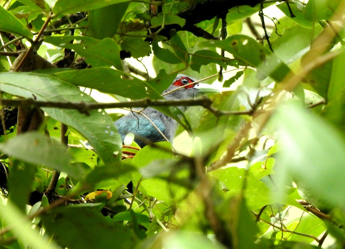 Black-bellied Malkoha - ML626031646